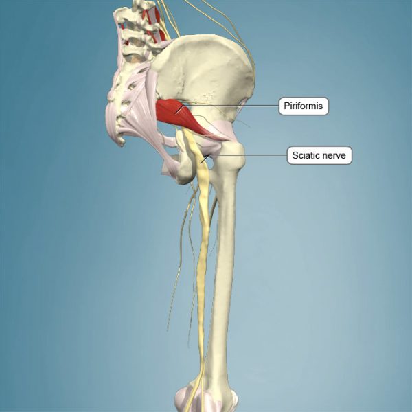 Piriformis Sendromu Nedir Belirtileri Nelerdir Tedavisi Nasıl Yapılır